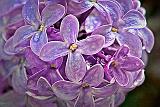 Lilac Closeup_DSCF02848-9